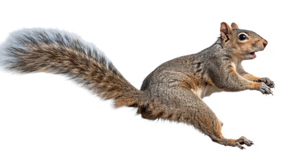 Obraz premium Squirrel, isolated transparent background