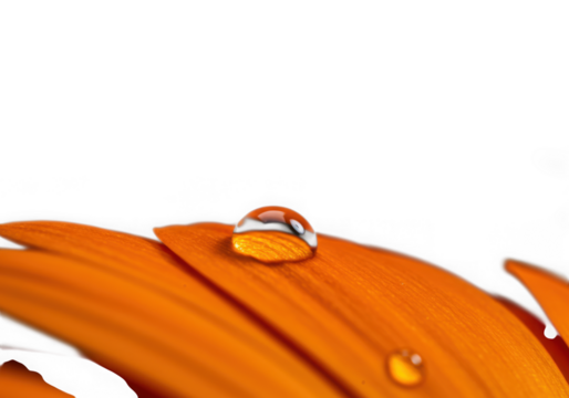 Single water droplet on orange flower petal isolated on transparent background