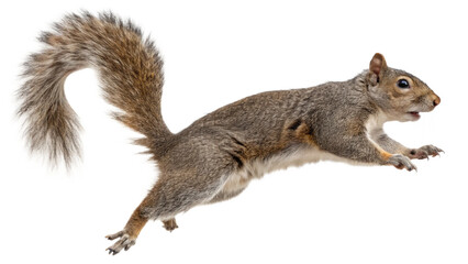 Obraz premium Squirrel, isolated transparent background