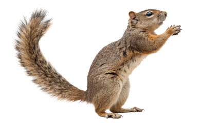Obraz premium Squirrel, isolated transparent background