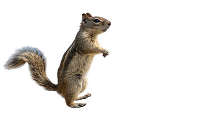 Obraz premium Squirrel, isolated transparent background