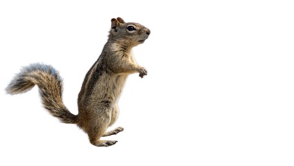 Squirrel, isolated transparent background
