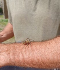 Orb Weaver Spider on Human Arm in Natural Light