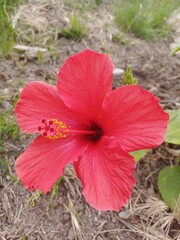 Red Hibiscus Flower in Full Bloom