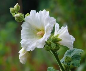 White Alcea rosea, or hollyhock, in flower, in the wild