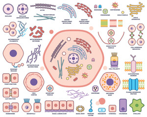 Cell organelle function and architecture visualizes nucleus, mitochondria, and endoplasmic reticulum in a labeled outline diagram. Outline style worksheet collection