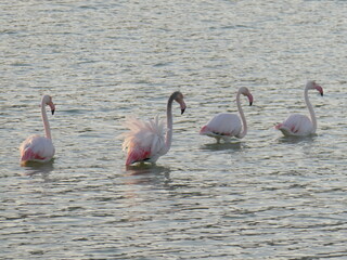 Four Flamingos Walking Through Shallow Waters