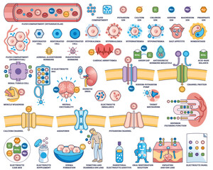 Electrolyte balance is shown with ions, cells, and kidney function diagrams, illustrating fluid compartments and imbalances. Outline style worksheet collection