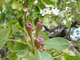 Young Pear Fruits Growing on Tree Branch