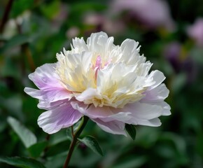 Fototapeta premium White and pale pink double peony paeonia Do Tell in flower , in the wild