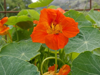 Close-up of Orange Nasturtium Flower in Bloom