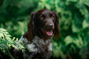 Small Münsterländer dog breed detail of head in the nature