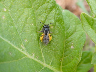 Bee Covered in Pollen Resting on Leaf