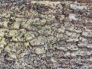 Detailed Macro of Rough Tree Bark with Moss and Lichen