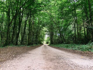 Empty Dirt Road Through a Dense Green Forest Tunnel