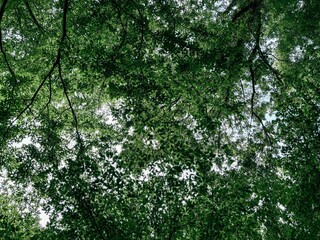 Looking Up at the Sky Through the Green Leaves of Trees