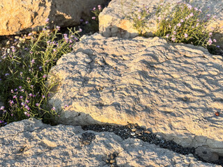 Sunlight on Ancient Stones with Small Purple Flowers