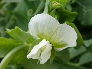 White Pea Flower Macro with Green Leaves