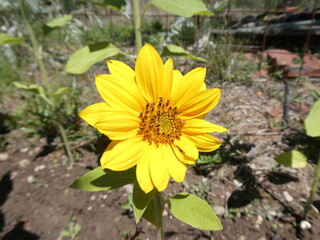 Young Sunflower (Helianthus annuus) in Early Bloom