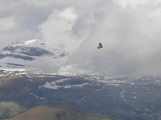 Snowy Mountain with Soaring Bird
