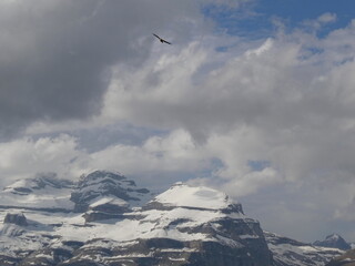 Majestic Eagle Over Snowy Mountain Peaks- Punta Olas