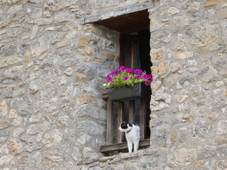 Curious Cat on Rustic Stone Window Ledge