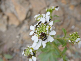 Varied Carpet Beetles on Wild White Flower