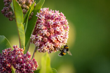 A close-up of a White-tailed Bumblebee sucking nectar from Common Milkweed flowers against a green background on a sunny summer sunset.	