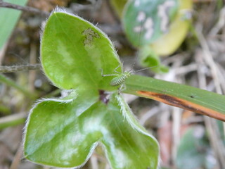 Juvenile Bush-Cricket on Green Leaf