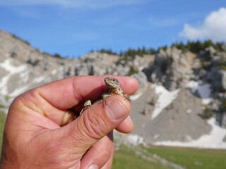 Young Lizard Held by Hand in Alpine Landscape