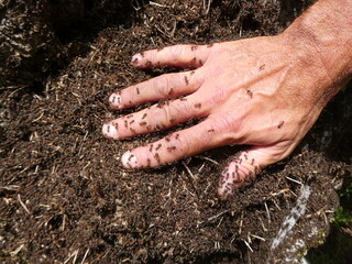 Hand Covered in Ants on a Forest Anthill