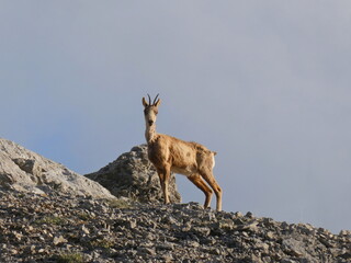Chamois Standing Alert on Rocky Alpine Slope in Morning Light