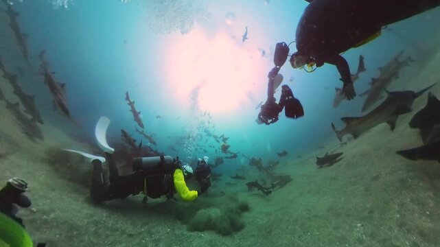 Diving with sharks in Japan. Okimae Ne Reef. 