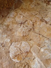 Multiple Fossilized Sea Urchins Embedded in Sedimentary Rock