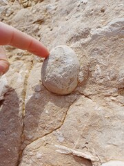 Touching a Fossilized Echinoid in Limestone Rock