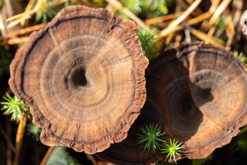Close-Up of Brown Fungus with Moss in Natural Forest Setting