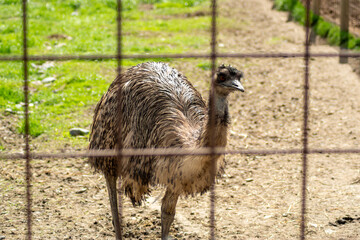 Curious emu near the fence on a dirt path, showing off its shaggy plumage and strong legs