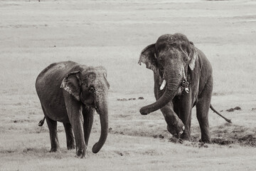 Sri lankan asian elephant tuskers and herd of elephants roaming around national parks of sri lanka. Small tuskers and big tuskers together.