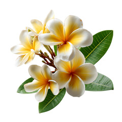 Tropical flowers frangipani png