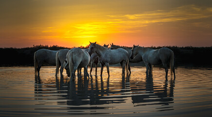 Camargue Horses at Dusk in Water