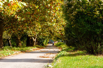 street on a sunny autumn morning. scenic urban nature scenery of uzhgorod. row of old chestnut trees along the walking path in morning light