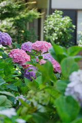 purple and pink hydrangea flowers and bushes