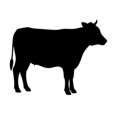 black and white cow