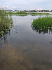 Sunny seascape with gentle waves lapping a sandy shore, distant reeds on the horizon, and shimmering reflections dancing on the water under a bright sky.