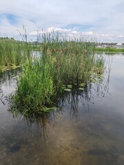 Sunny seascape with gentle waves lapping a sandy shore, distant reeds on the horizon, and shimmering reflections dancing on the water under a bright sky.