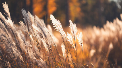 秋色に染まるススキの群生・優しい日差しに包まれて