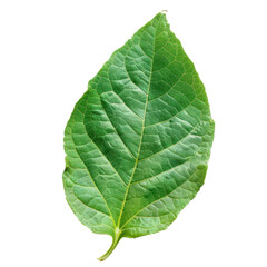 Obraz premium Fresh Green Leaf on White Background with Detailed Vein Patterns