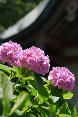 purple and pink hydrangea flowers and bushes