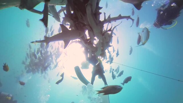 Diving with sharks in Japan. Okimae Ne Reef. 