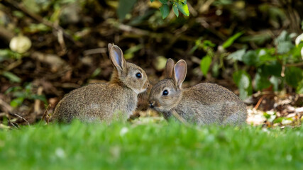 Two rabbits are standing next to each other in a grassy area